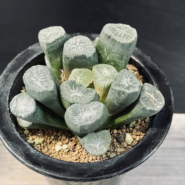 ☆☆万象＊オーロラ錦＊ハオルチア＊錦☆☆ ☆特価☆多肉植物：ハオルチア 船橋万象 アイスオーロラ*幅8.5