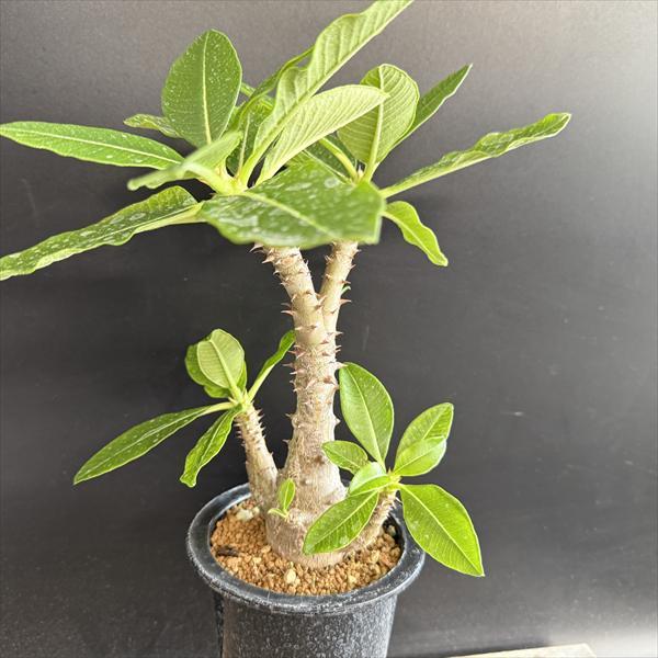 コーデックス：パキポディウム ウィンゾリー 国内実生*葉幅22cm 現品