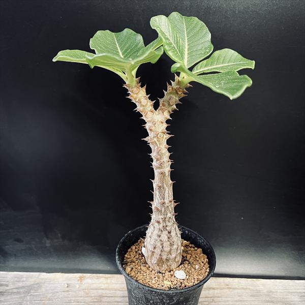 コーデックス：パキポディウム ウィンゾリー 国内実生*葉幅14cm 現品