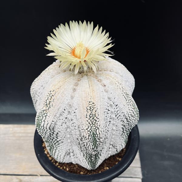 つむまるさん専用 丸五公式】マンダムLight EZ#790｜安全靴・作業靴 – MARUGO