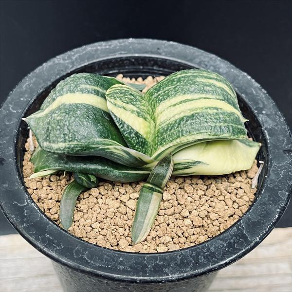 多肉植物：ガステリア 臥牛 昇竜錦*幅9cm 現品！一品限り : 遊恵盆栽