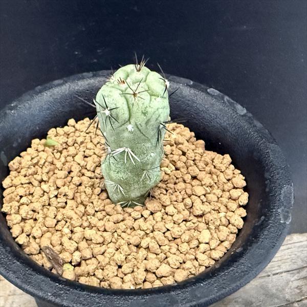 サボテン　マクドガリー　BkPP サボテン：オルテゴカクタス マクドガリー*幅1cm ※傷あり : 遊恵