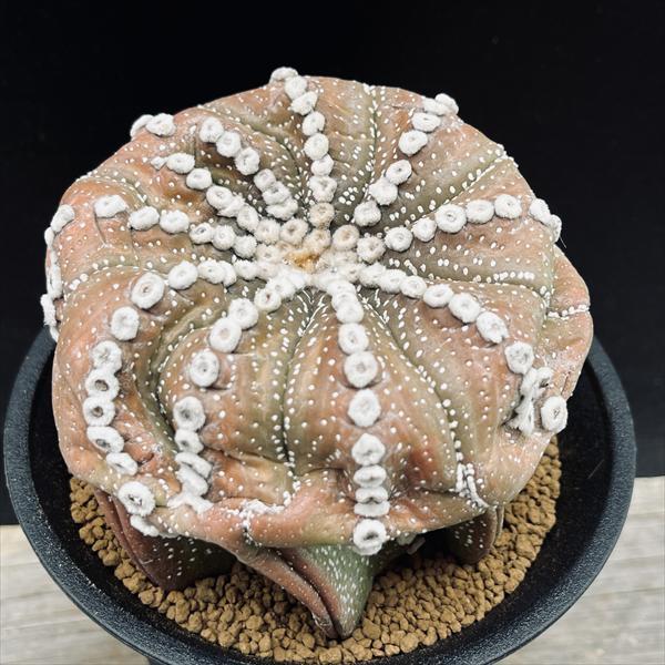 サボテン：アストロフィツム 連星兜丸 自根*幅11cm 現品！一品限り