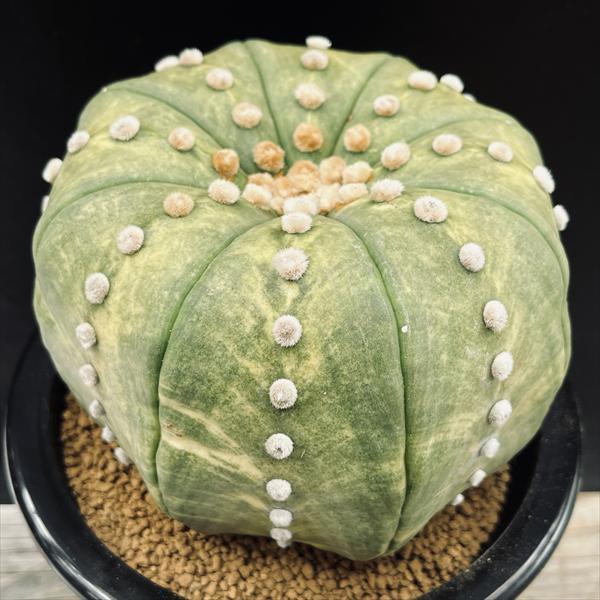 レア株　アストロフィツム　花園兜　(検索　兜丸　瑠璃兜　ミラクル兜 サボテン：アストロフィツム 瑠璃兜丸錦 ツギ*幅6cm 現品！一品