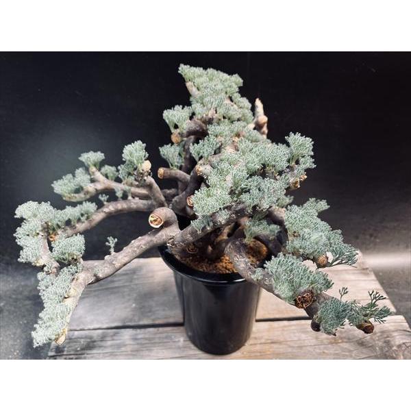 サルコカウロン　ムルチフィズム 250826 25 サルコカウロン ムルチフィズム 250826 25 Sarcocaulon