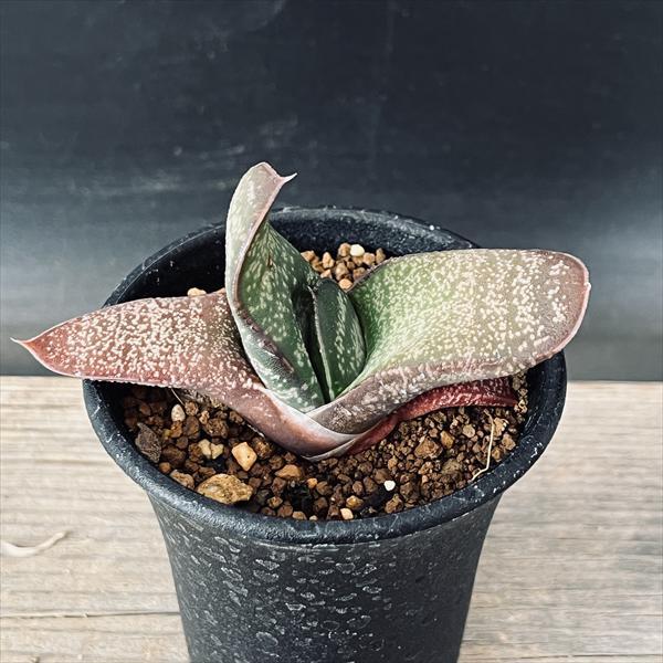 多肉植物：ガステリア エクセルサ*S 幅7cm ☆赤松実生 : 遊恵盆栽