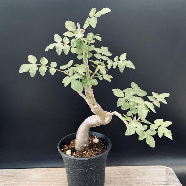 ブルセラ　ファガロイデス　発根済み　2年管理 ブルセラ ファガロイデス | STELLA.PLANTS