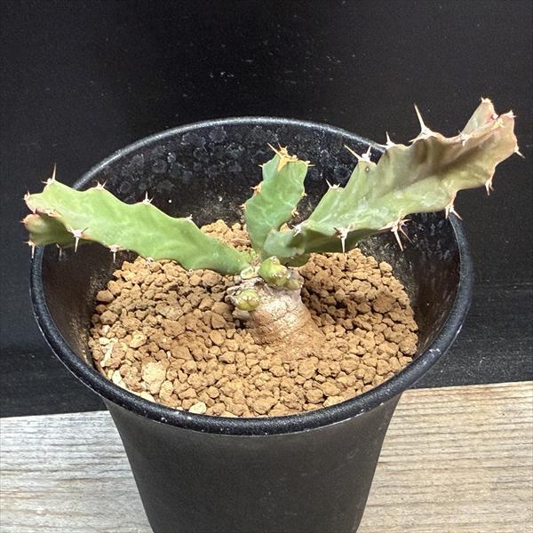 コーデックス：ユーフォルビア トルチラマ*葉幅9cm 現品！一品限り