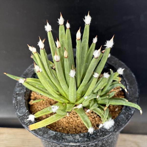☆特価☆多肉植物：アガベ アルボピロサ*幅11cm 現品！一品