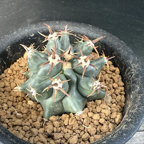 サボテン　フェロカクタス　欧鷲玉　短刺巨鷲玉　実生 サボテン：フェロカクタス 短刺巨鷲玉 実生*幅5cm 現品！一品