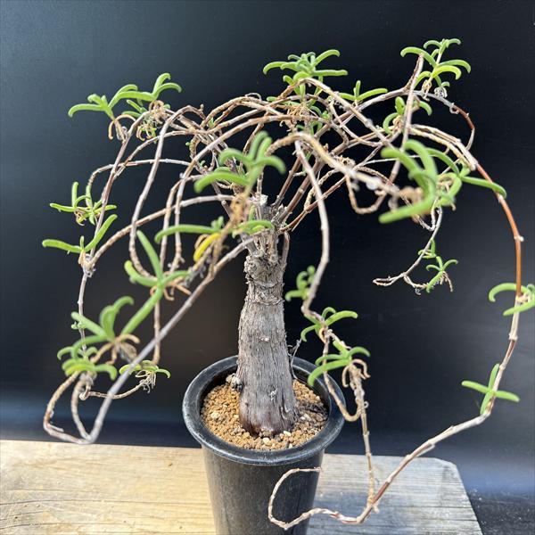 ☆特価☆コーデックス：メストクレマ ツベローサム*葉幅30cm