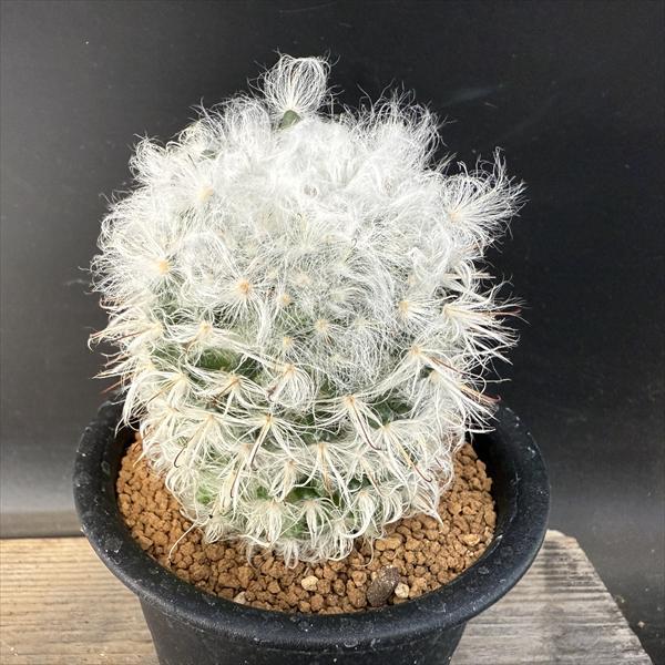 サボテン：マミラリア 高砂 実生*幅6.5cm : 遊恵盆栽 Yahoo!店