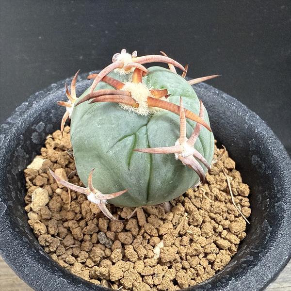 エキノカクタス　花王丸　台付 太刺 エキノカクタス 花王丸(太平丸) 接ぎ降ろし(自根) 4.5号鉢