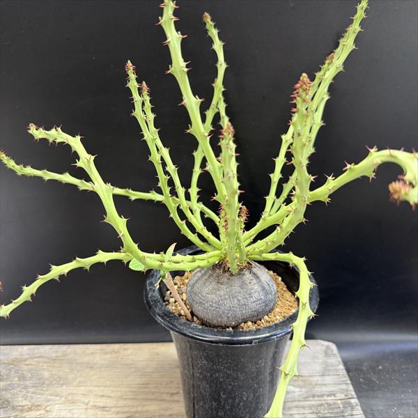 コーデックス：ユーフォルビア デシドゥア 蓬莱島*塊根幅8cm 現品