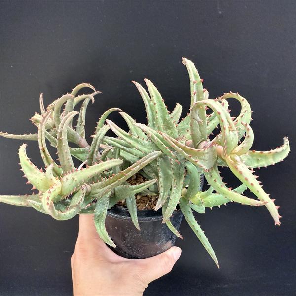 多肉植物：アロエ カスティロニアエ*幅21cm 現品！一品限り : 遊恵