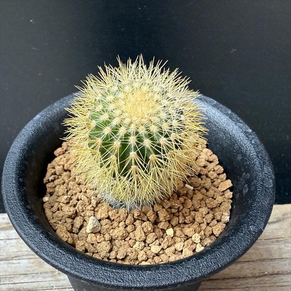 サボテン：ユーベルマニア エリオカクトイデス 実生*幅2.5cm : 遊恵