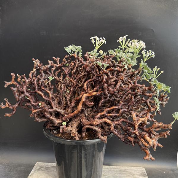 ☆特価☆コーデックス：ペラルゴニウム ミラビレ*幅45cm 現品