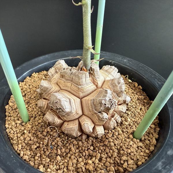 アフリカ亀甲竜 アフリカ亀甲竜 Dioscorea elephantipes