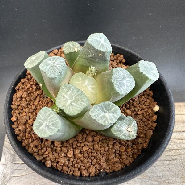 ☆特価☆多肉植物：ハオルチア 万象*幅7cm 現品！一品限り : 遊恵