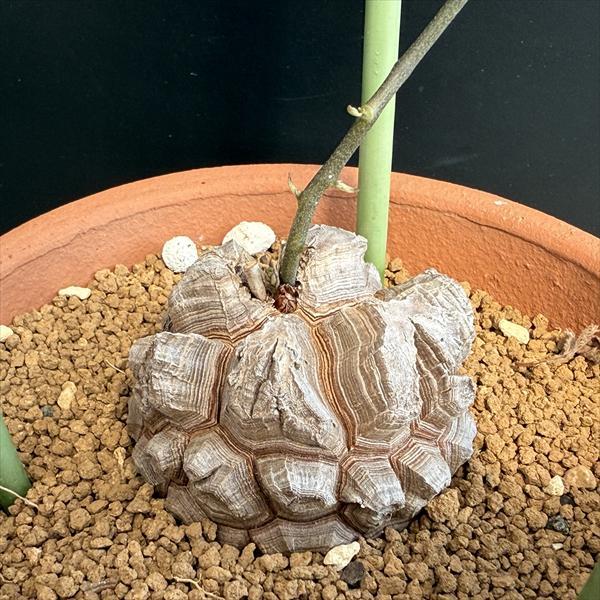 ☆特価☆コーデックス：アフリカ亀甲竜*塊根幅6.5cm 現品