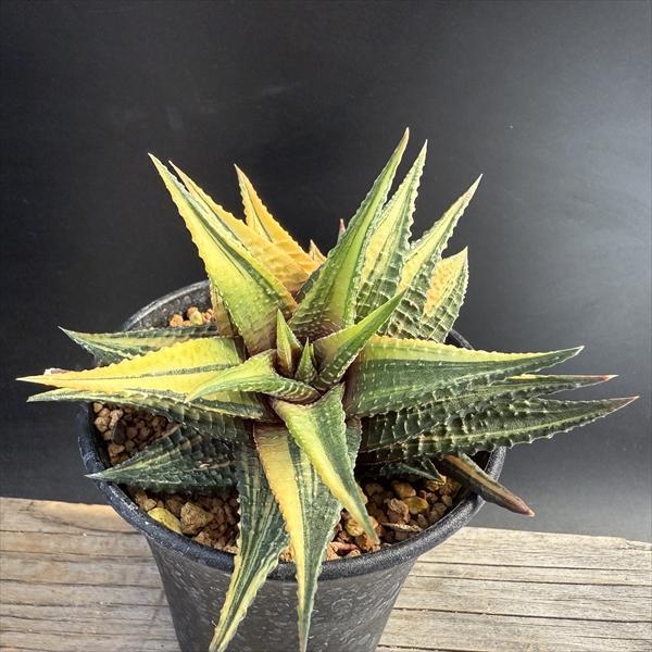 多肉植物：ハオルチア 瑠璃殿錦*幅9cm 現品！一品限り : 遊恵盆栽