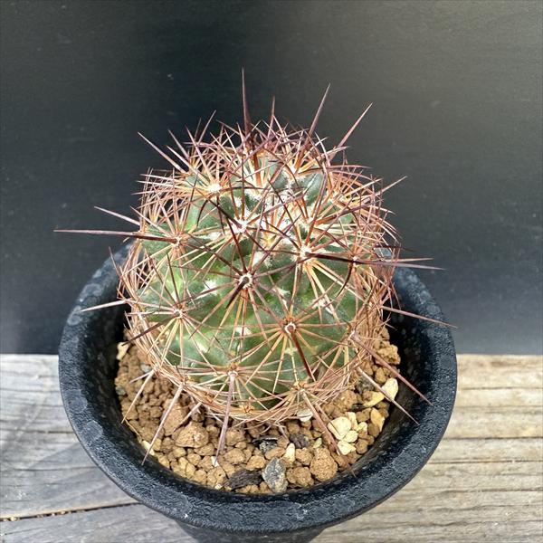 サボテン：コリファンタ 熱砂丸 実生*幅4cm : 遊恵盆栽 Yahoo!店