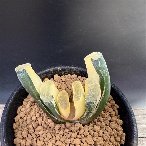 玉扇錦 子沢山 ☆特価☆多肉植物：ハオルチア 玉扇錦 R-2*幅5cm 現品！一品限り