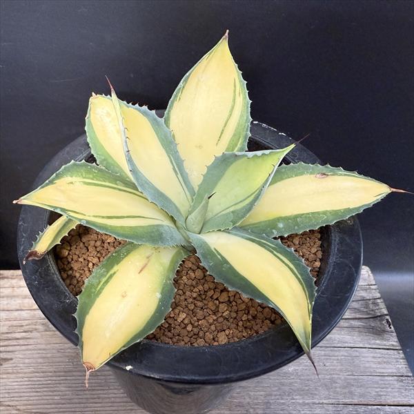 多肉植物：アガベ ラムランナー*幅14cm 現品！一品限り : 遊恵盆栽