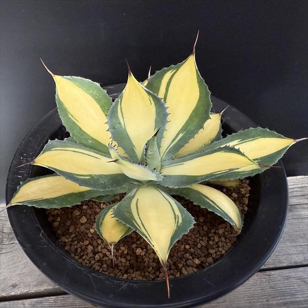 多肉植物：アガベ ラムランナー*幅18cm 現品！一品限り : 遊恵盆栽