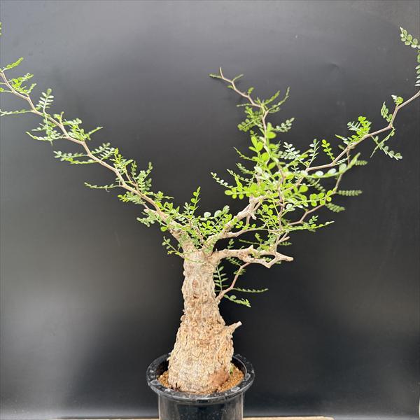 ☆特価☆コーデックス：オペルクリカリア パキプス 発根済*葉幅50cm