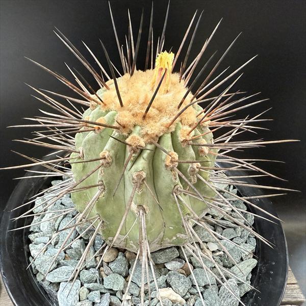 サボテン：コピアポア 黒士冠 ツギ*幅9cm 現品！一品限り : 遊恵盆栽