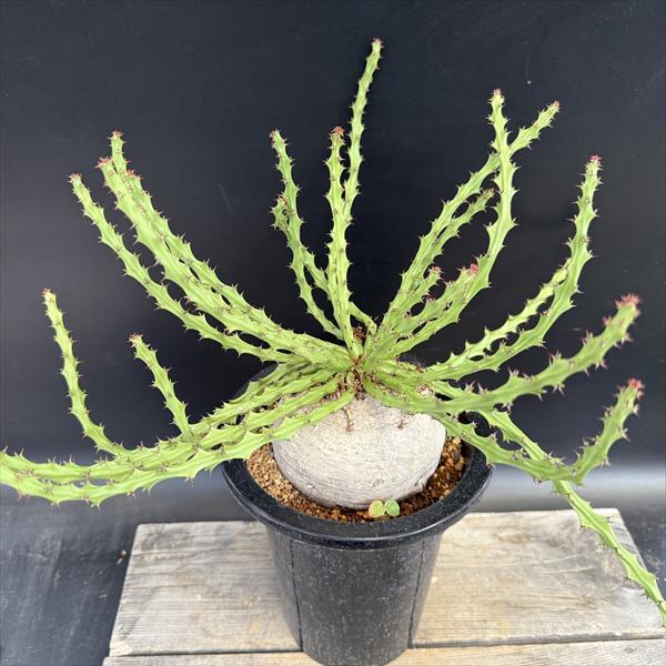 ☆特価☆コーデックス：ユーフォルビア デシドゥア 蓬莱島*塊根幅