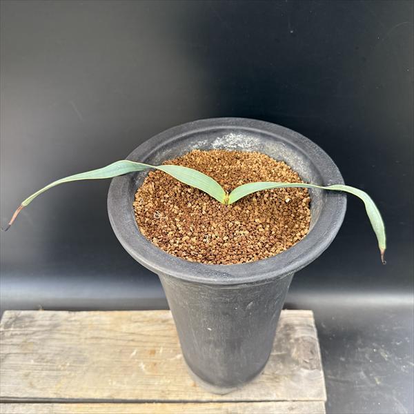 多肉植物：ウェルウィッチア ミラビス 奇想天外*幅30cm 現品！一品