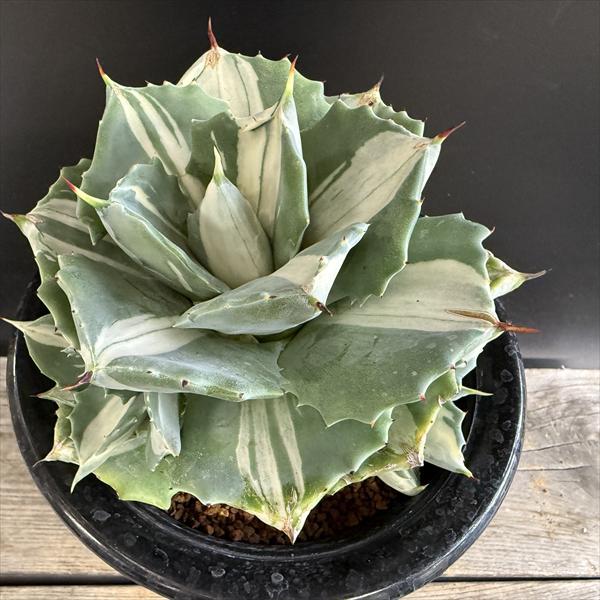 多肉植物：アガベ 王妃雷神 白中斑*幅13cm 現品！一品限り : 遊恵