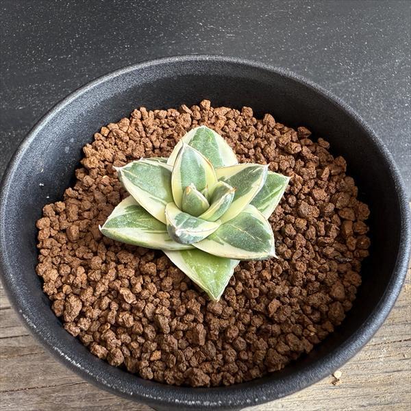 多肉植物：アガベ ピンキー*幅4.5cm 現品！一品限り : 遊恵盆栽