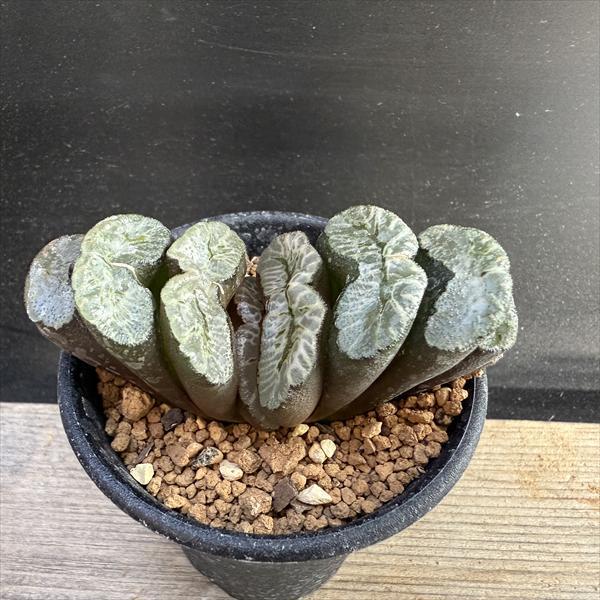 ☆特価☆多肉植物：ハオルチア 玉扇*幅7.5cm 現品！一品限り : 遊恵