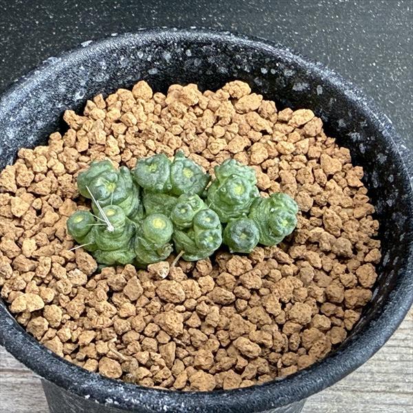 サボテン：マミラリア ボカサナ 'フレッド'*幅3.5cm : 遊恵盆栽