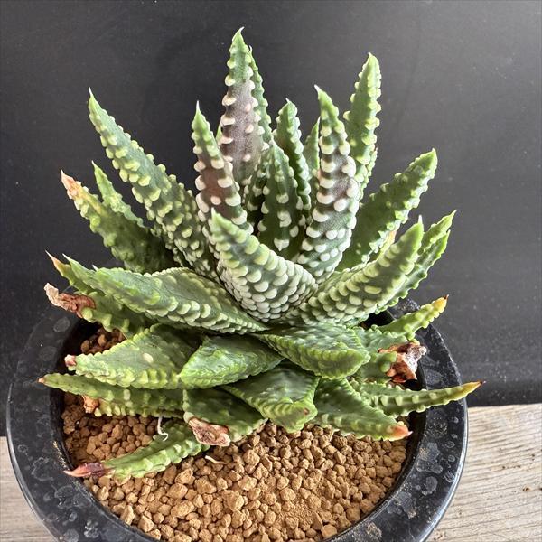 多肉植物：ハオルチア 超巨大冬の星座 オペラ座*幅10cm 現品！一品