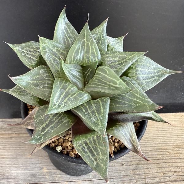 多肉植物：ハオルチア 千代姫コンプト*幅9cm 現品！一品限り : 遊恵
