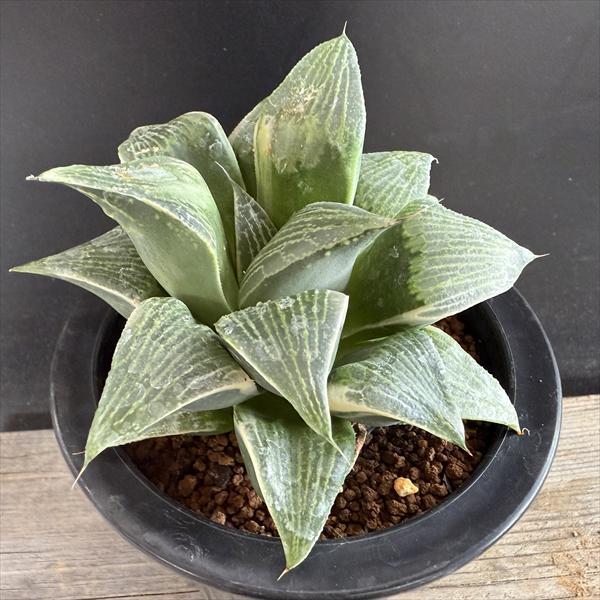 多肉植物：ハオルチア コンプトニアナ錦*幅11cm 現品！一品限り