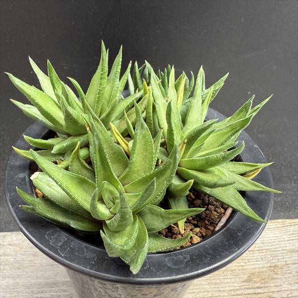 多肉植物：硬葉ハオルチアhyb.*幅12cm *現品！一品限り : 遊恵盆栽
