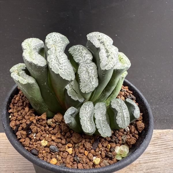 多肉植物：ハオルチア 玉扇 OT*幅7cm *現品！一品限り : 遊恵盆栽