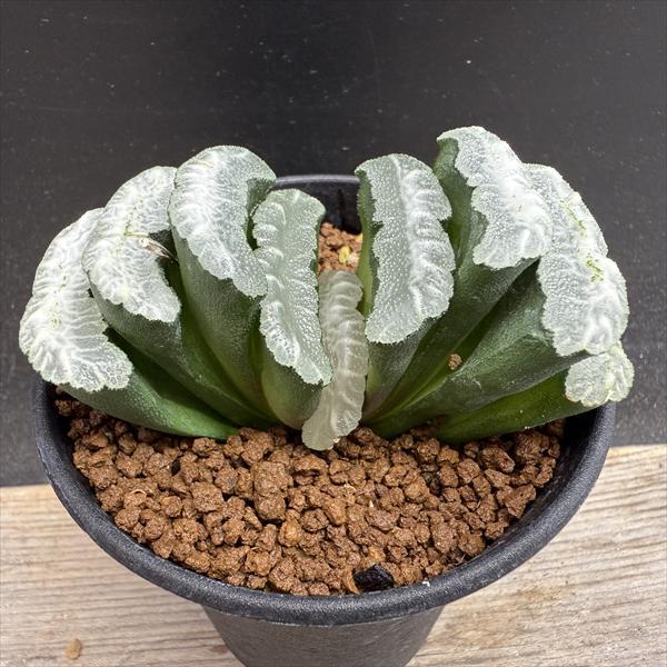 ハオルチア 白斑入りグリーン玉扇錦ホワイトクリスマス抜き苗発送 ハオルチア 白斑入りグリーン玉扇錦ホワイトクリスマス抜き苗発送 花伝