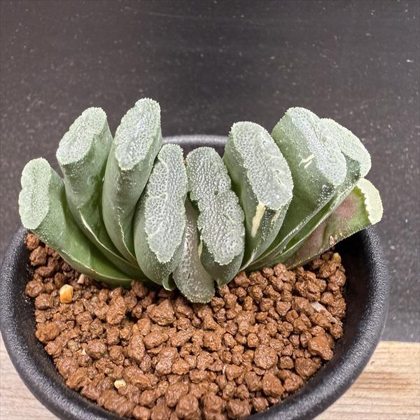 ☆特価☆多肉植物：ハオルチア 玉扇 少し斑入り*幅6.5cm 現品！一品