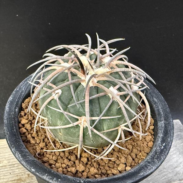 サボテン：ギムノカリキウム 天平丸 実生*幅5cm 現品！一品限り : 遊恵