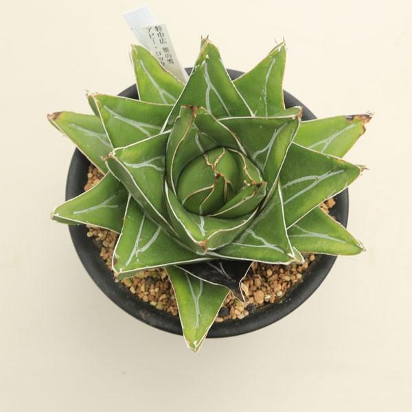 多肉植物 アガベ 特幅広笹の雪 アビー ロック 14ｃｍ現品 一品限り S1551 遊恵盆栽 Yahoo 店 通販 Yahoo ショッピング