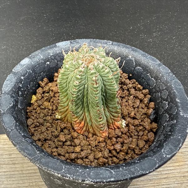 サボテン　アズテキウム・花籠 サボテン：アズテキウム 花籠（はなかご）自根*幅3cm 現品 一品限り