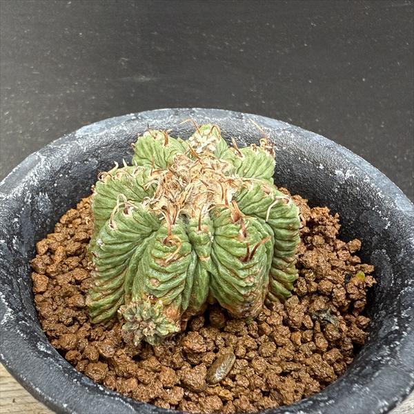 サボテン：アズテキウム 花籠（はなかご）自根*幅3.8cm 現品 一品