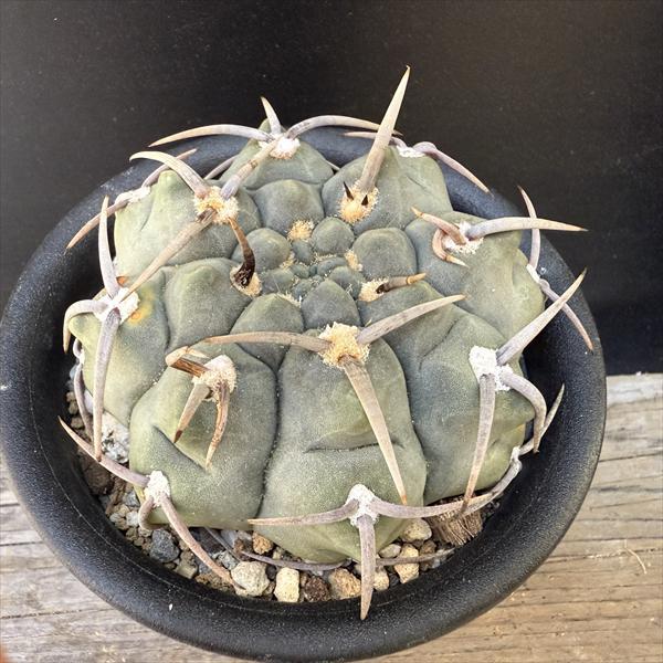 サボテン：ギムノカリキウム バッテリ 実生*幅8.5cm 現品！一品限り