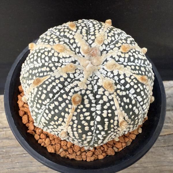 サボテン：アストロフィツム 兜丸 大西氏ミラクル兜交配実生*幅6.5cm